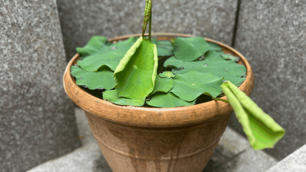水鉢の蓮（5月）