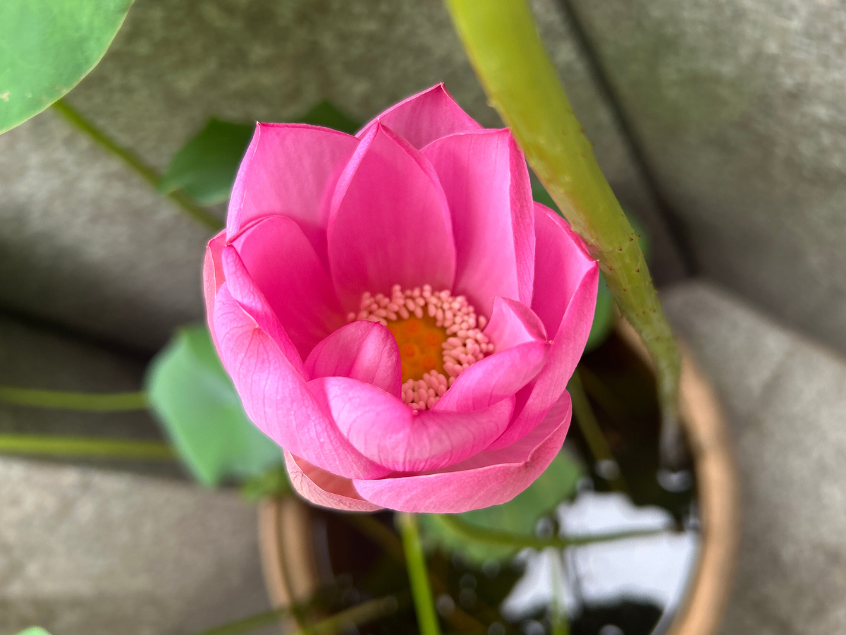 ハスの花が咲きました
