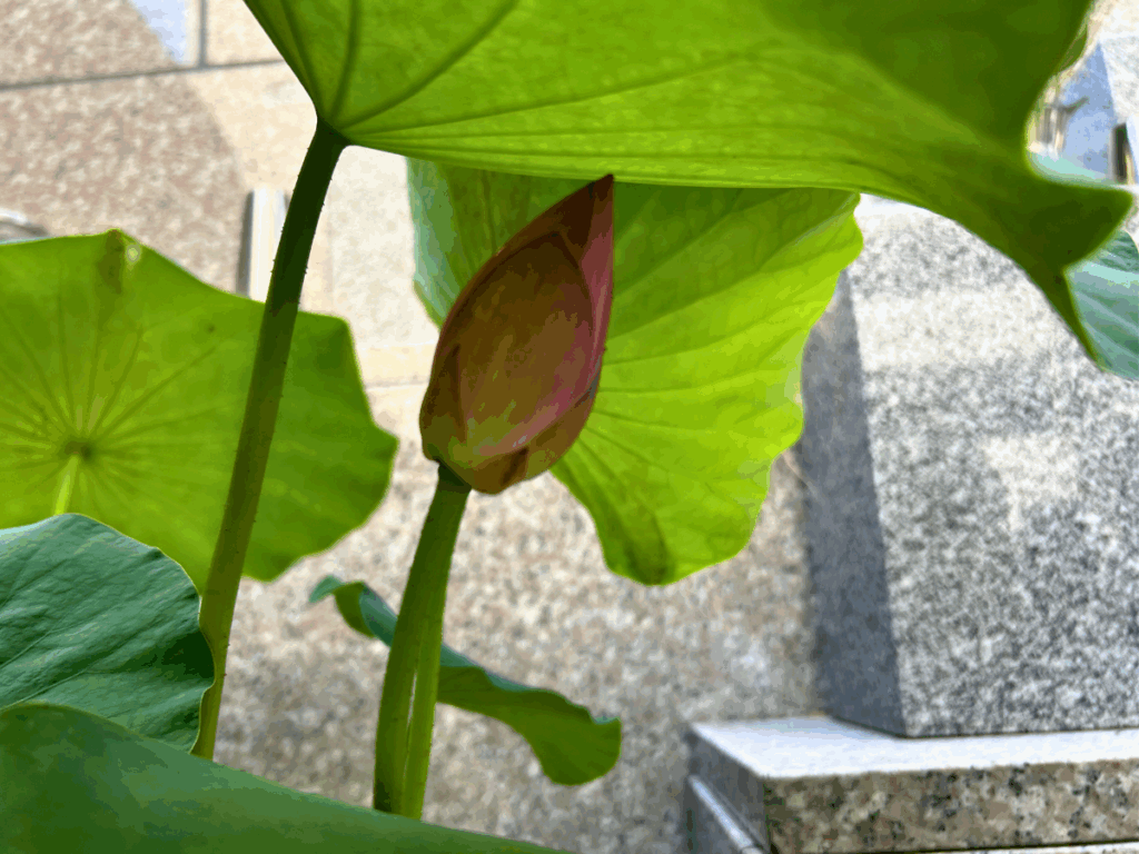 葉っぱの下に蕾