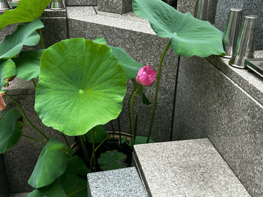 葉っぱの隙間にハス