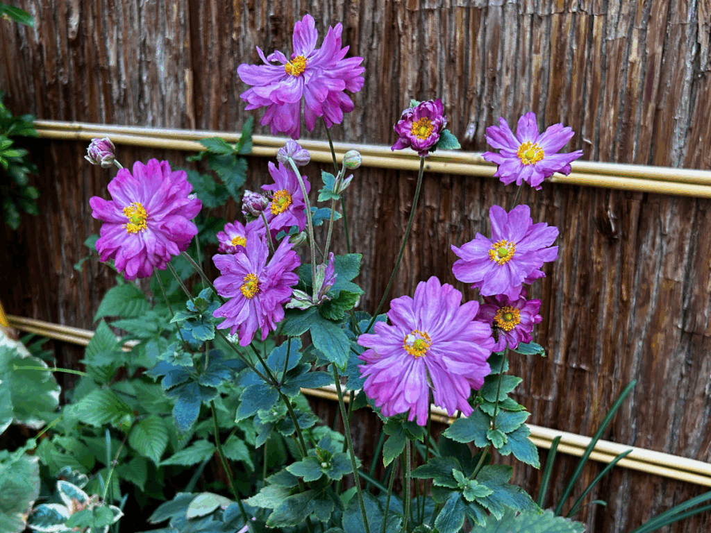 参道に咲くシュウメイギク