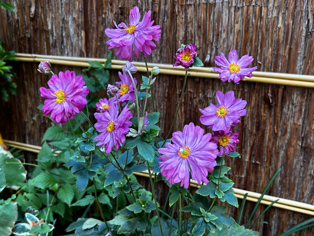 参道に咲くシュウメイギク