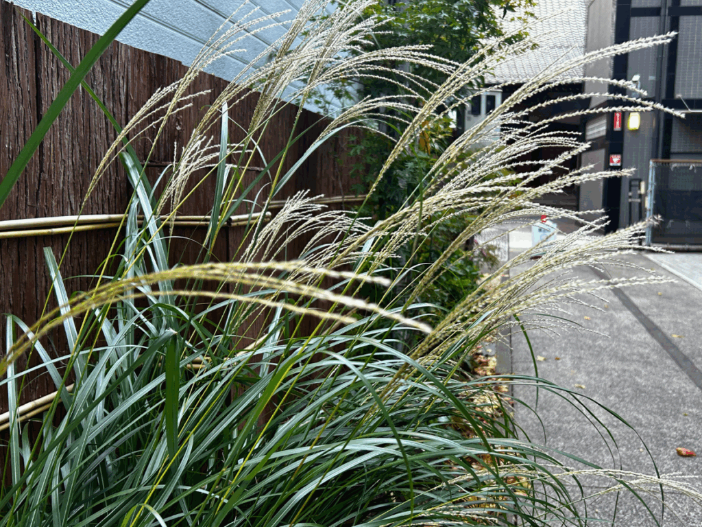 参道のススキ