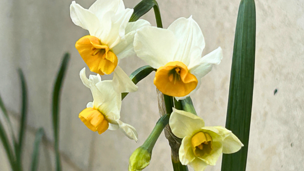 墓地脇のスイセン20251230