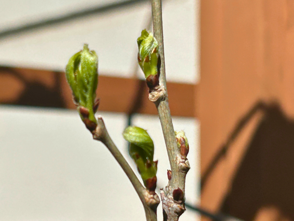 藤の木の芽吹き