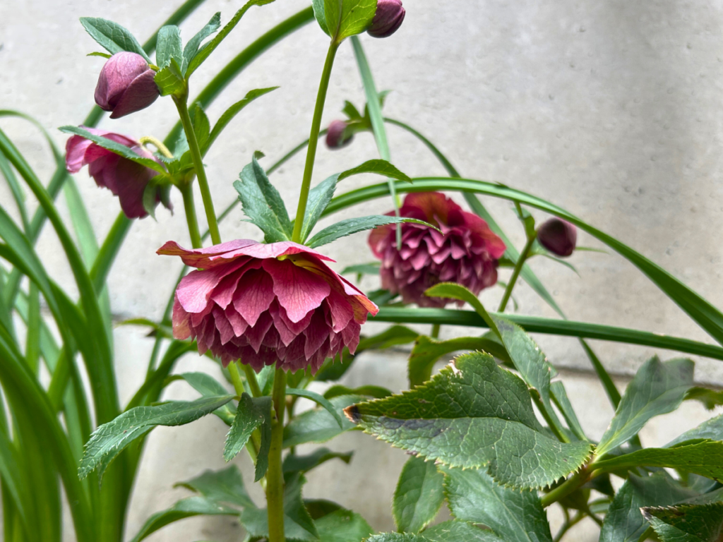 墓地のクリスマスローズ